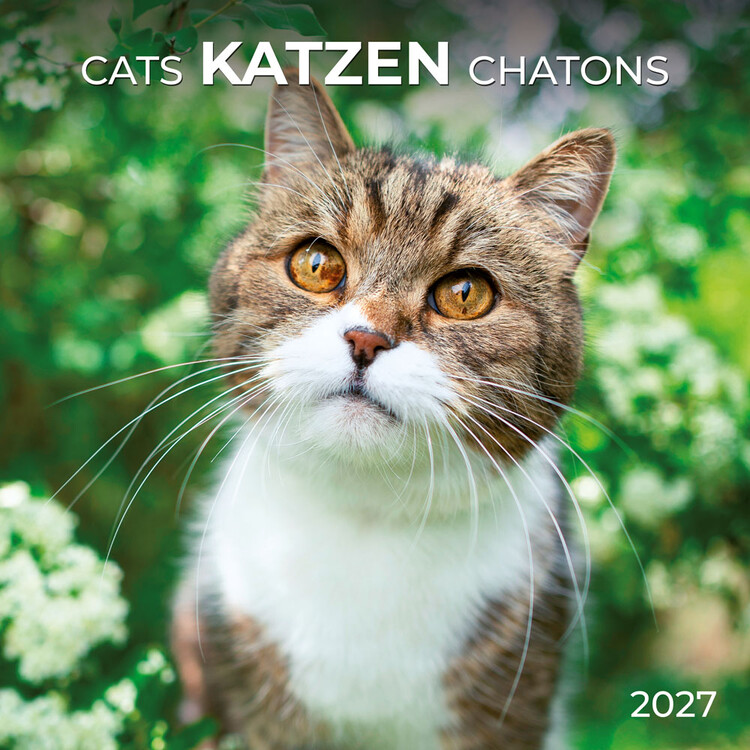 Calendario 2027 Cats