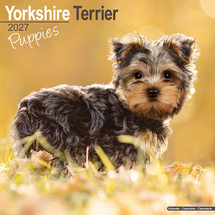 Kalender 2027 Yorkshire terrier-valper