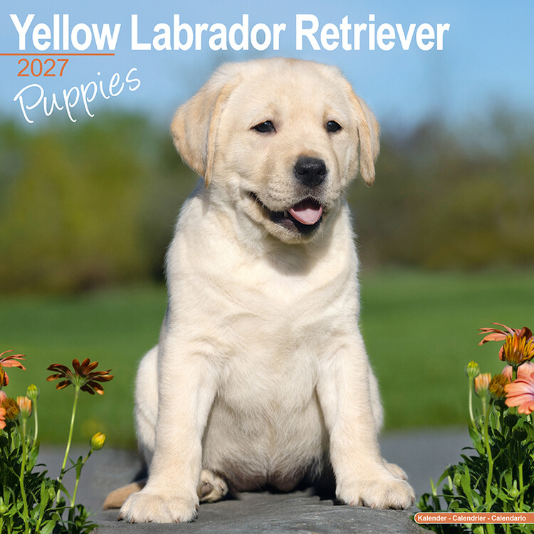 Kalender 2027 Gelbe Labradorwelpen