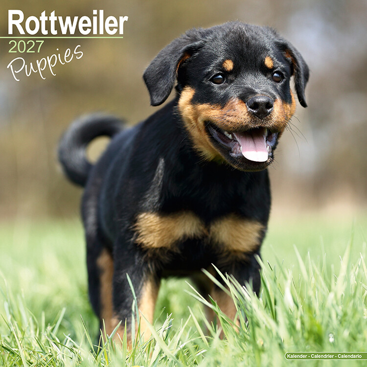 Calendar 2027 Pui de rottweiler