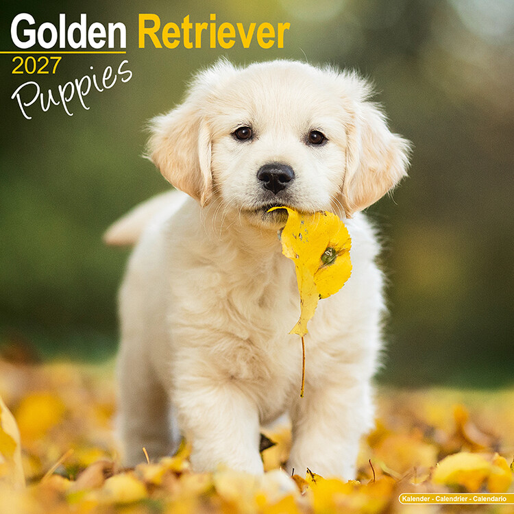 Calendario 2027 Cuccioli di golden retriever