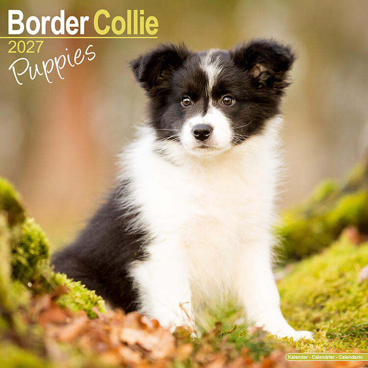 Calendar 2027 Pui de Border Collie