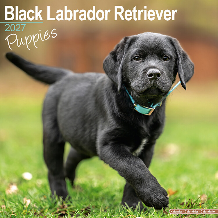 Kalender 2027 Schwarze Labradorwelpen