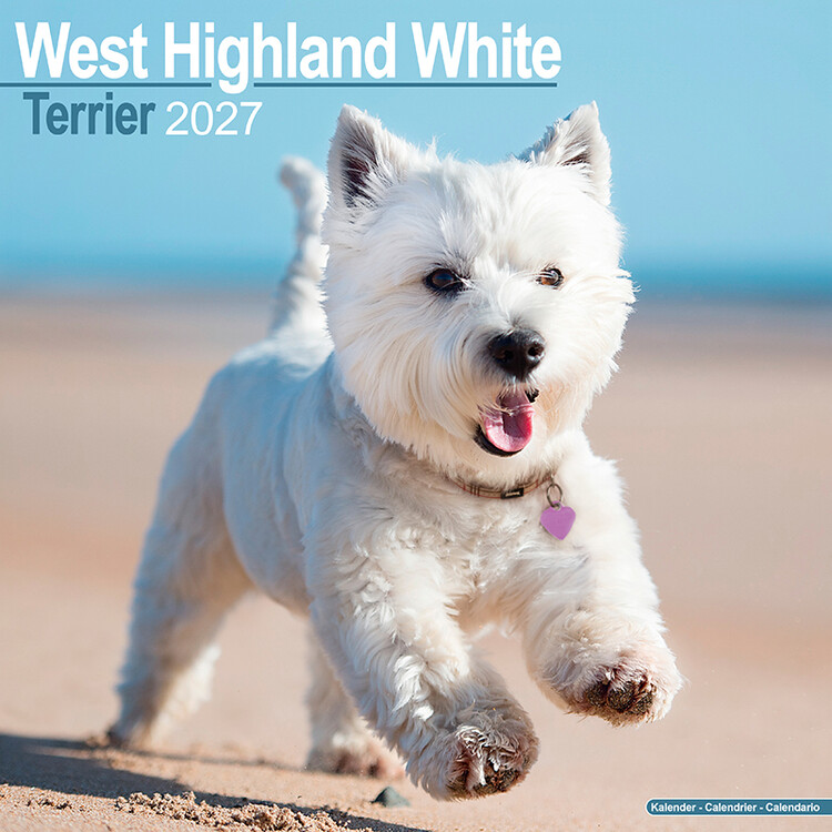 Calendario 2027 West Highland White Terrier