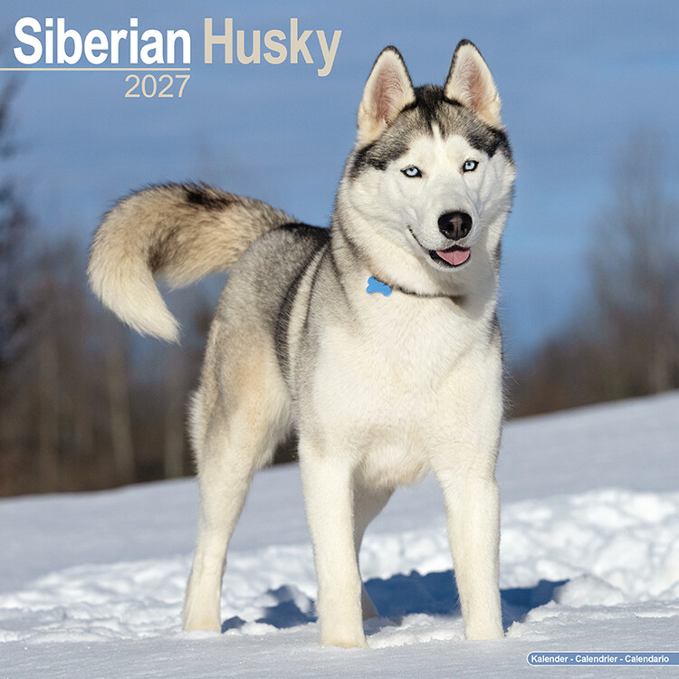 Calendar 2027 Siberian Husky