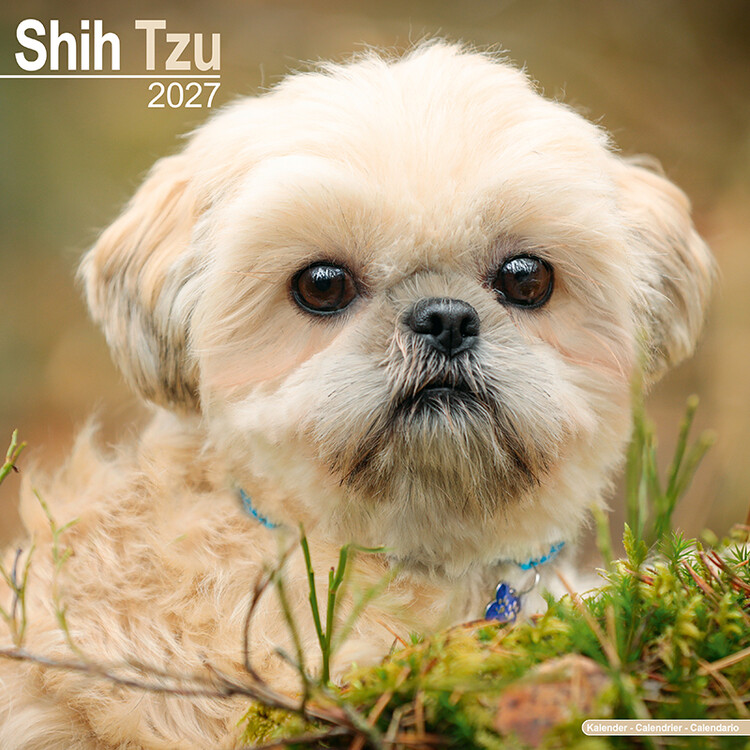 Naptár 2027 Shih tzu