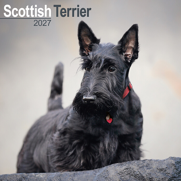 Naptár 2027 Skót terrier