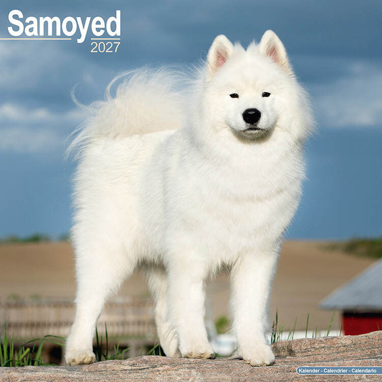 Kalendář 2027 Samojed