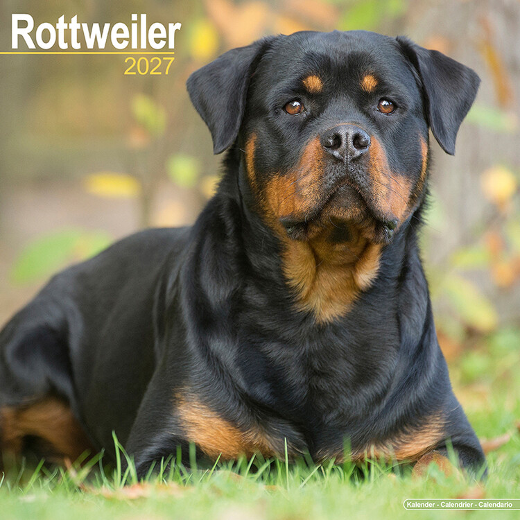 Naptár 2027 Rottweiler