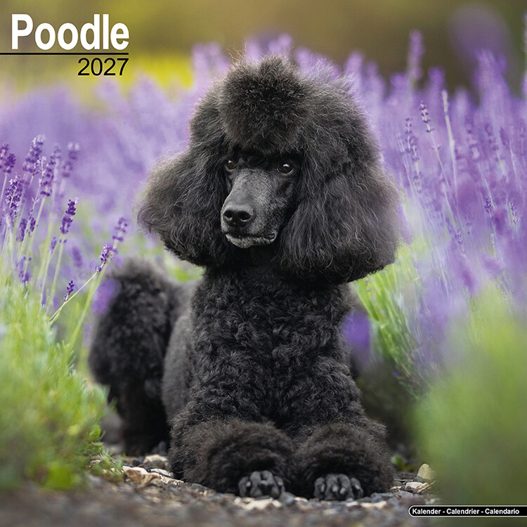 Calendar 2027 Poodle