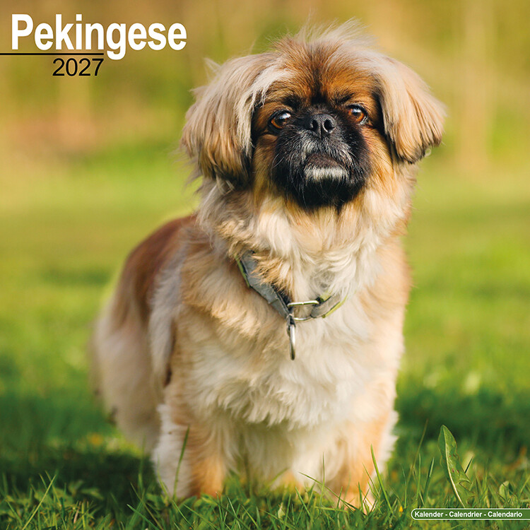 Calendar 2027 Pekingese