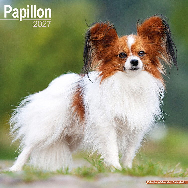 Calendario 2027 Papillón