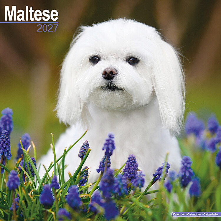 Calendar 2027 Maltese