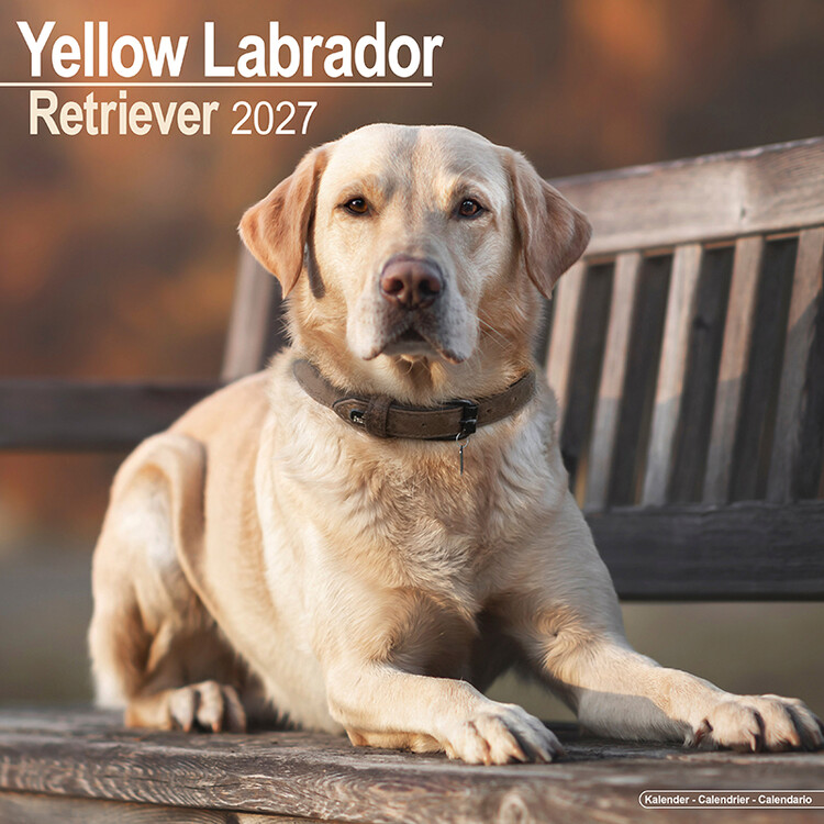 Naptár 2027 Sárga labrador retriever