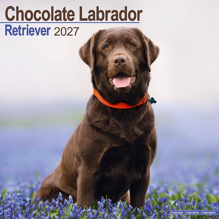 Calendrier 2027 Labrador chocolat