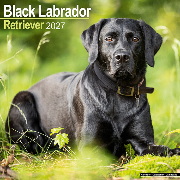Calendrier 2027 Labrador noir