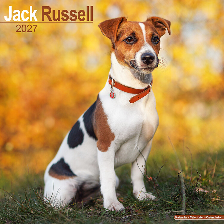 Kalendár 2027 Jack Russell teriér