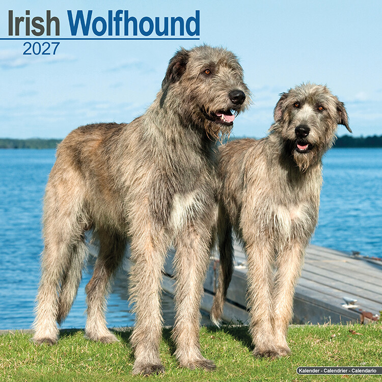 Kalender 2027 Irischer Wolfshund