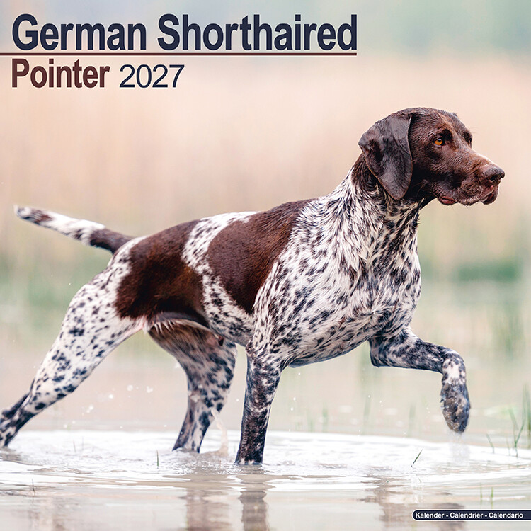 Calendar 2027 German Shorthaired Pointer