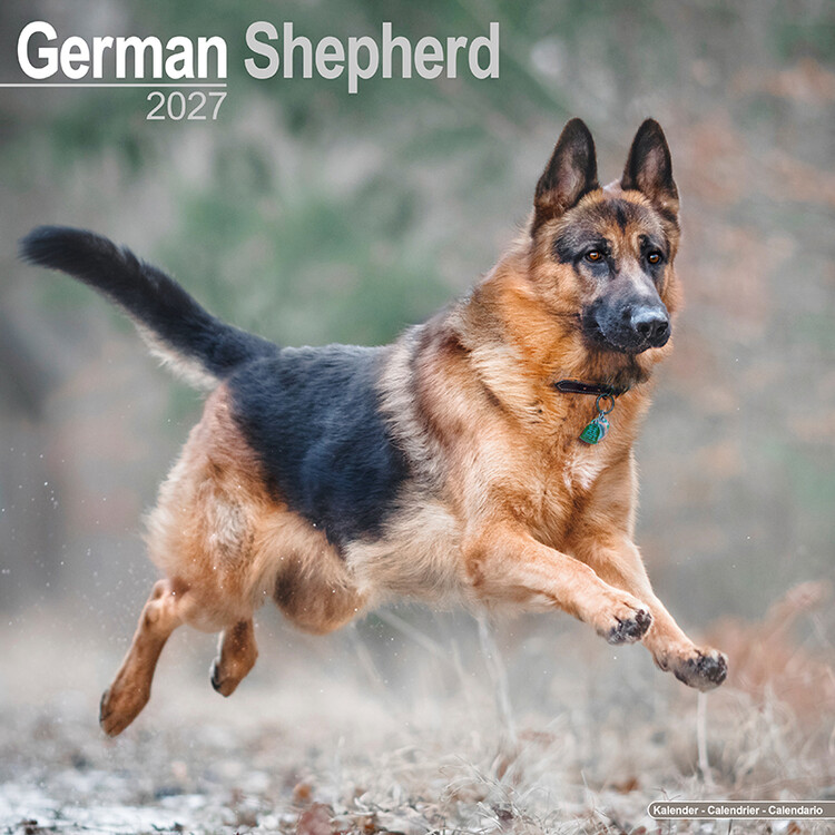 Kalender 2027 Deutscher Schäferhund