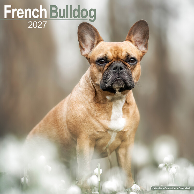 Calendario 2027 Bouledogue francese