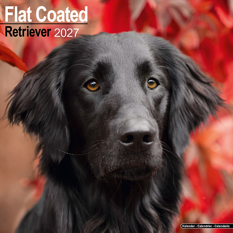 Calendario 2027 Flat coated retriever