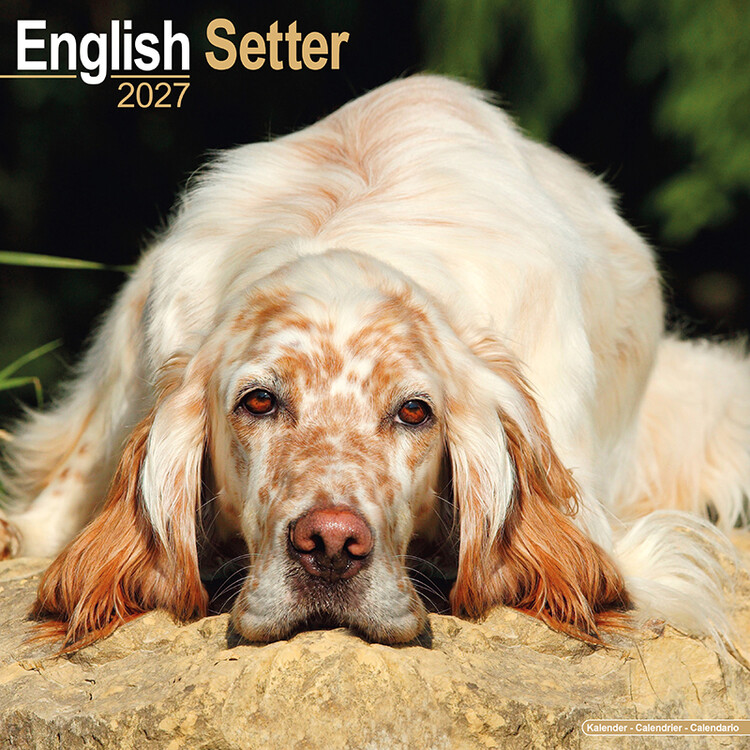 Calendar 2027 English Setter