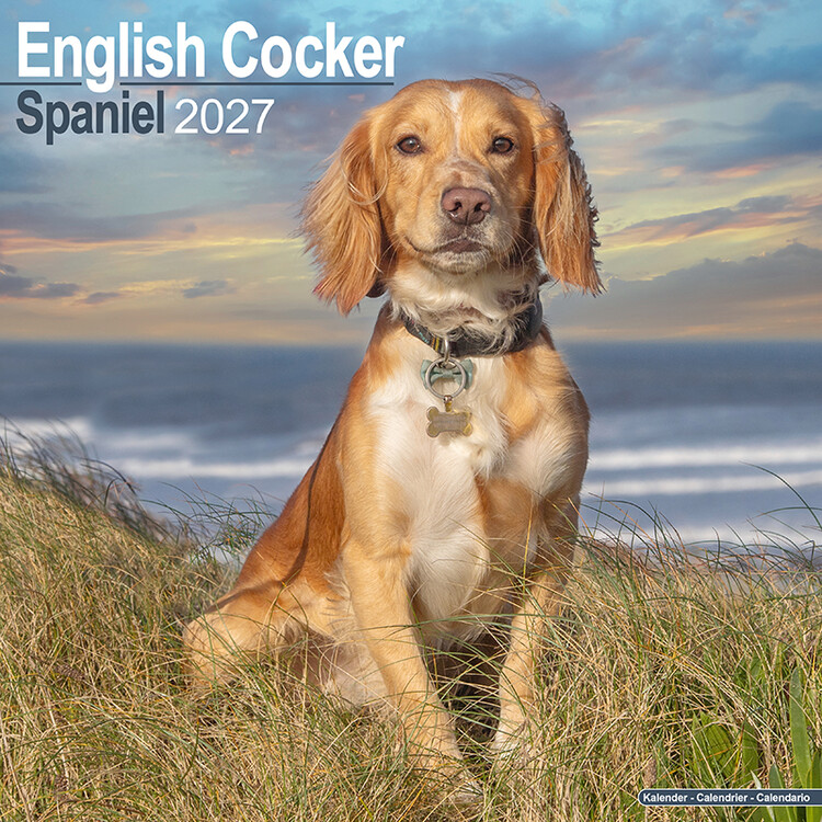 Calendario 2027 Cocker spaniel inglés