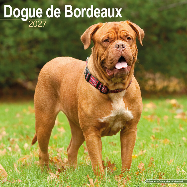 Kalender 2027 Dogue de Bordeaux