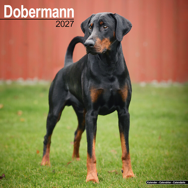Kalender 2027 Dobermann