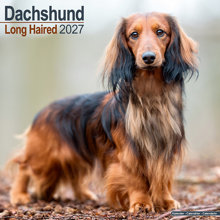 Kalender 2027 Langhaardackel