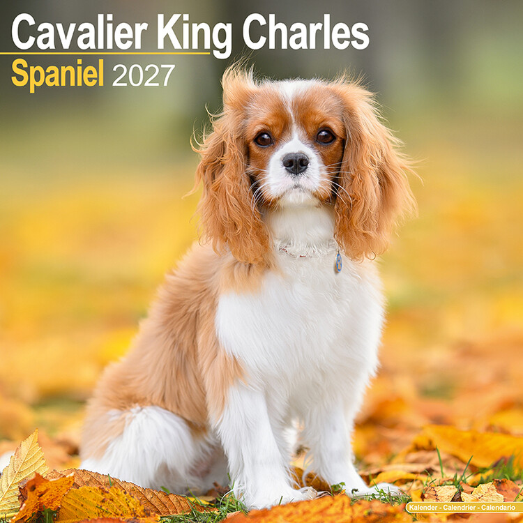 Calendar 2027 Cavalier King Charles Spaniel