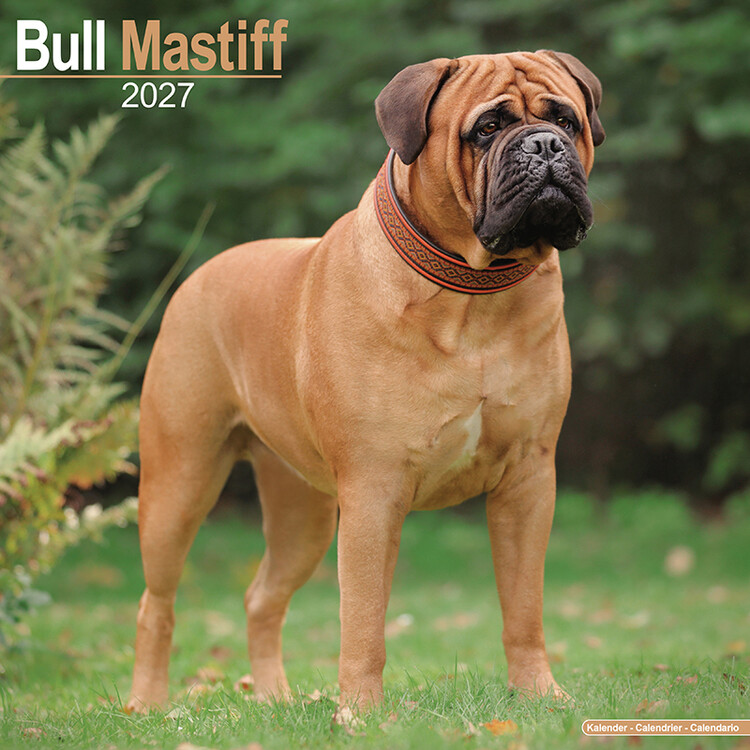 Kalender 2027 Bullmastiff