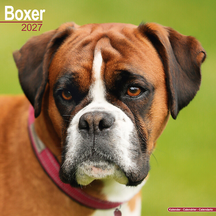 Kalendář 2027 Boxer