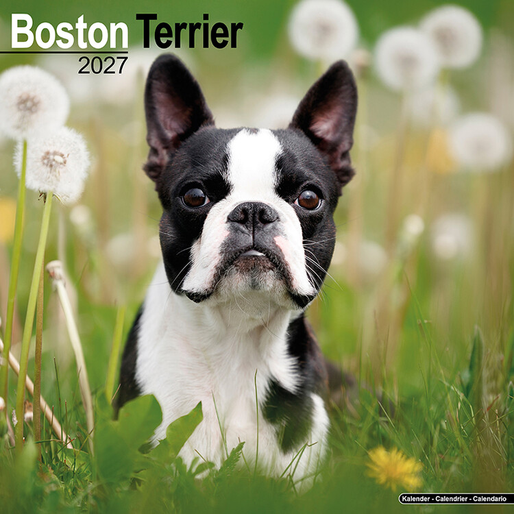 Calendar 2027 Boston Terrier