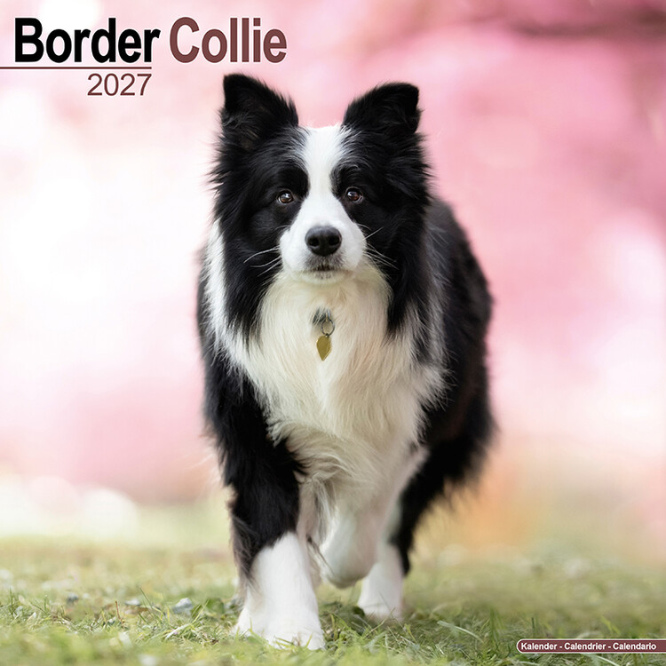 Naptár 2027 Border collie