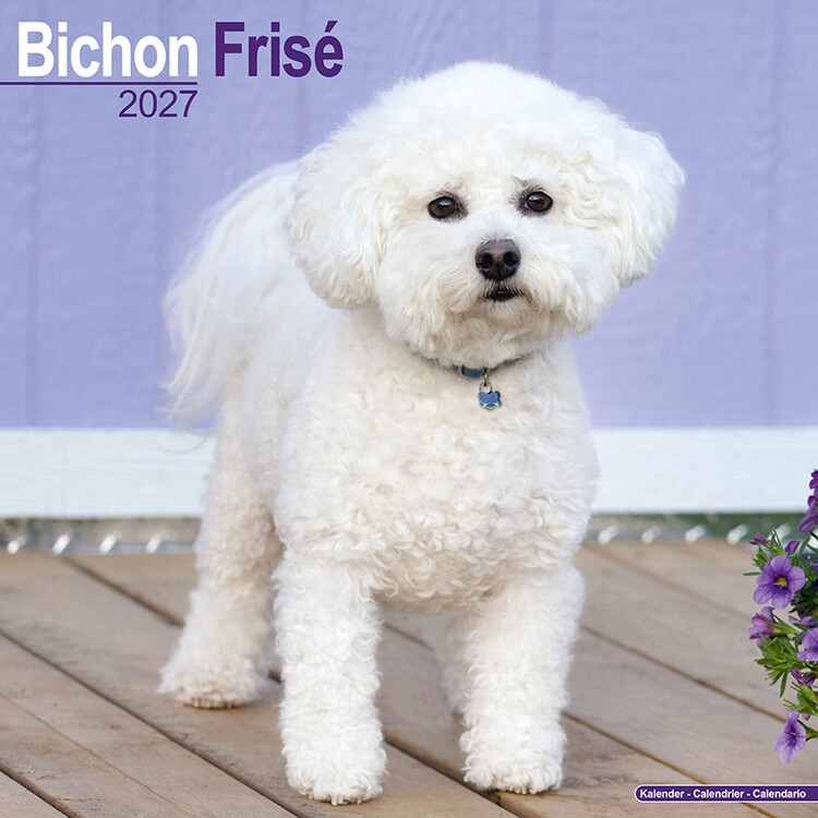 Naptár 2027 Bichon frisé