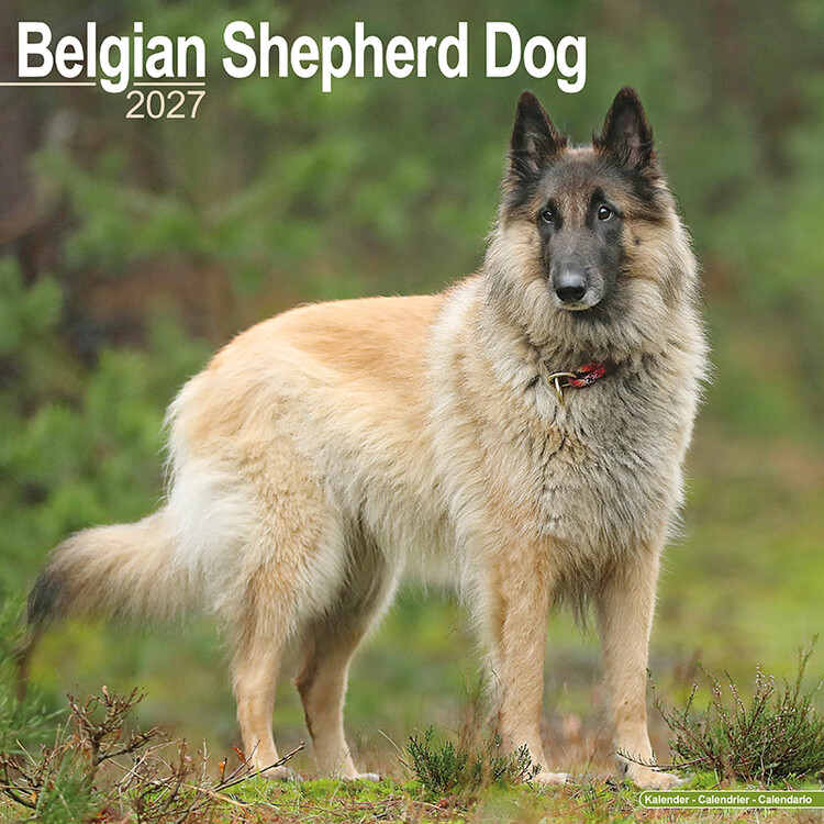 Calendar 2027 Belgian Shepherd Dog