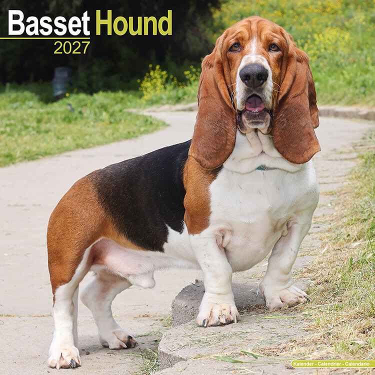 Calendario 2027 Basset Hound