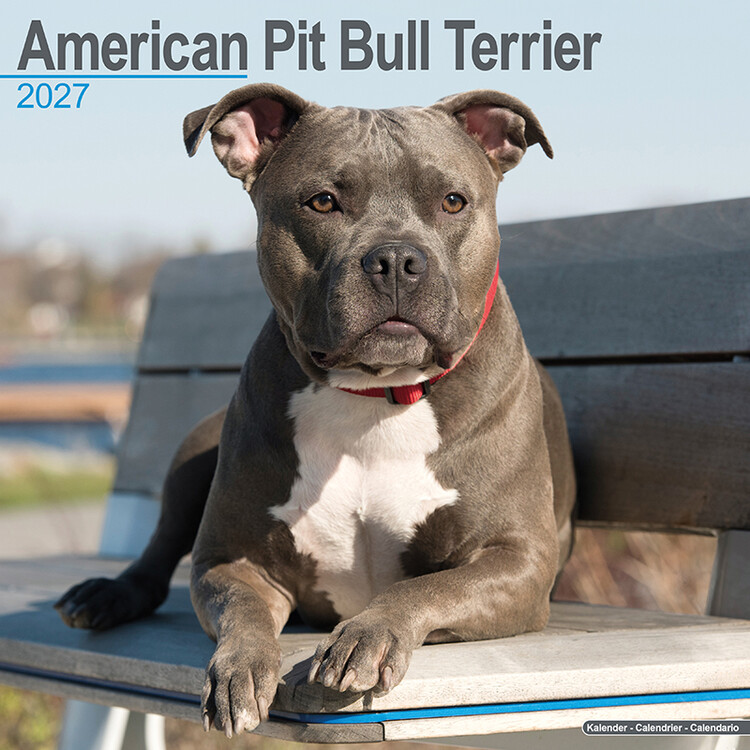 Kalendár 2027 Americký pitbulteriér