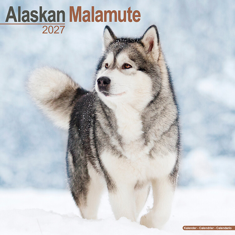 Calendar 2027 Alaskan Malamute
