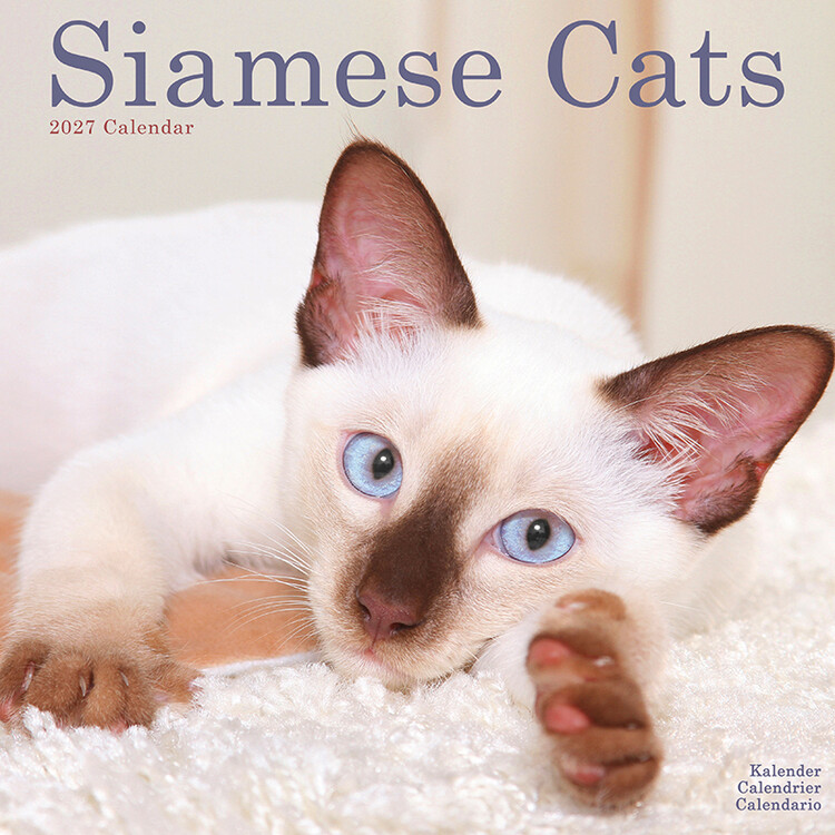 Kalender 2027 Siamkatzen