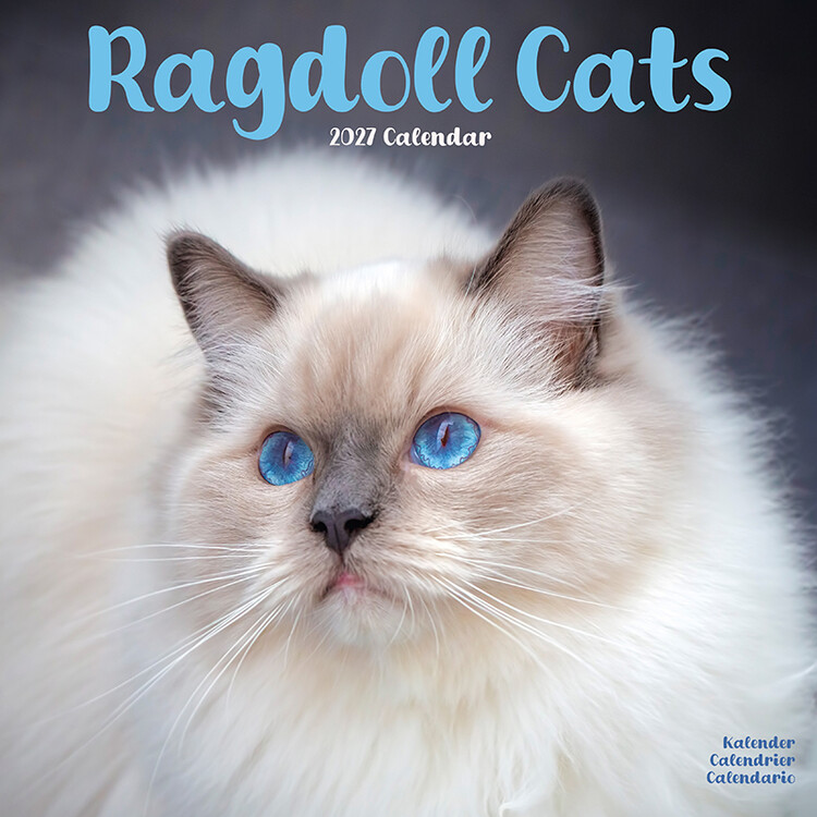Naptár 2027 Ragdoll macskák