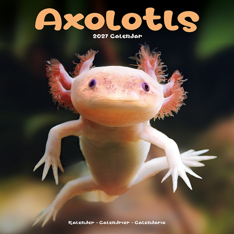 Calendar 2027 Axolotli