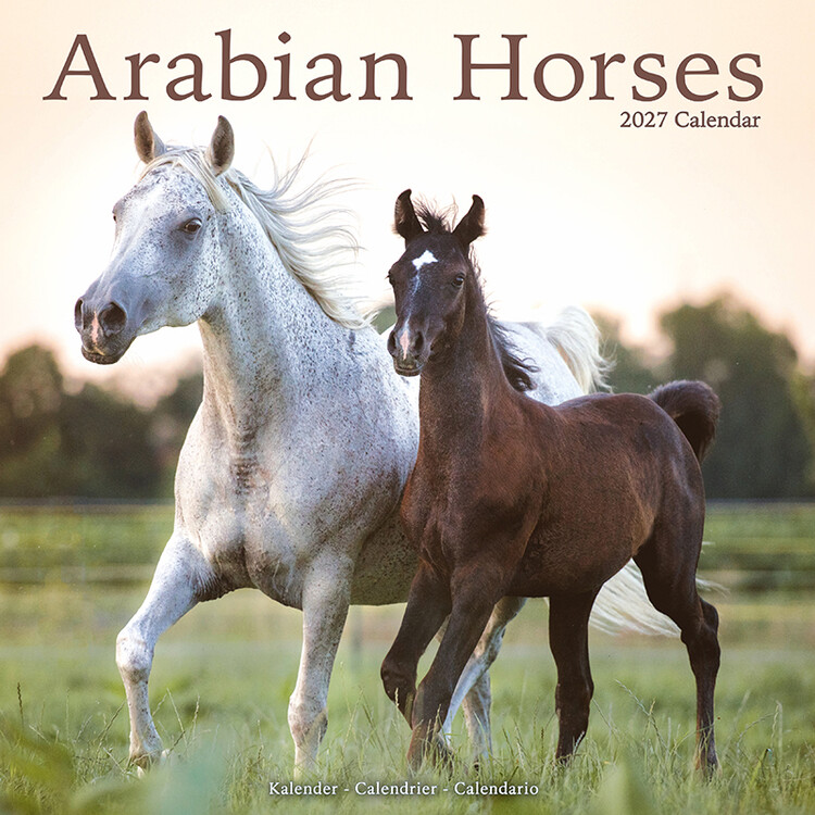 Kalender 2027 Arabische Pferde