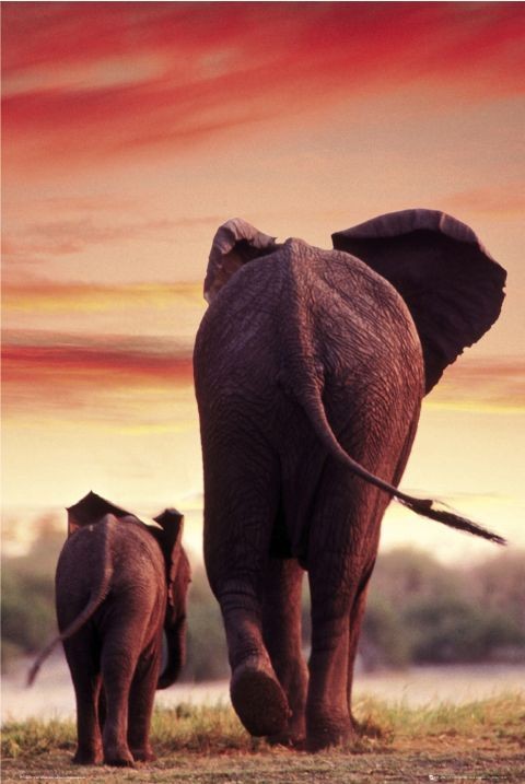 Poster Elephant Sunset