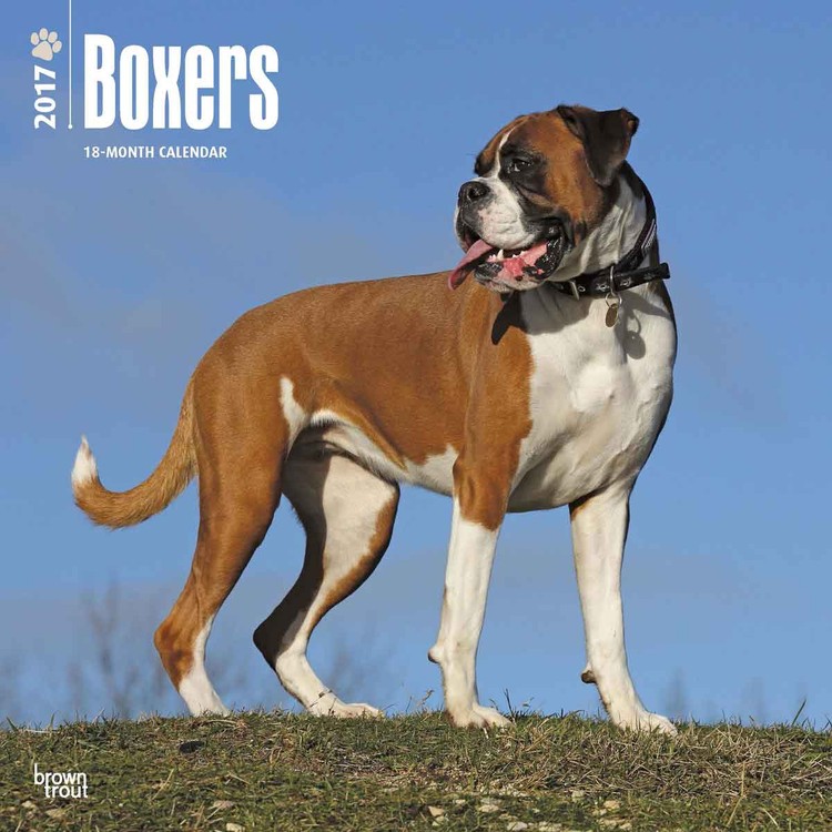 Naptár 2027 Boxer