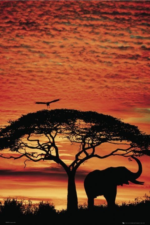Plakát Africa Sunset - slon