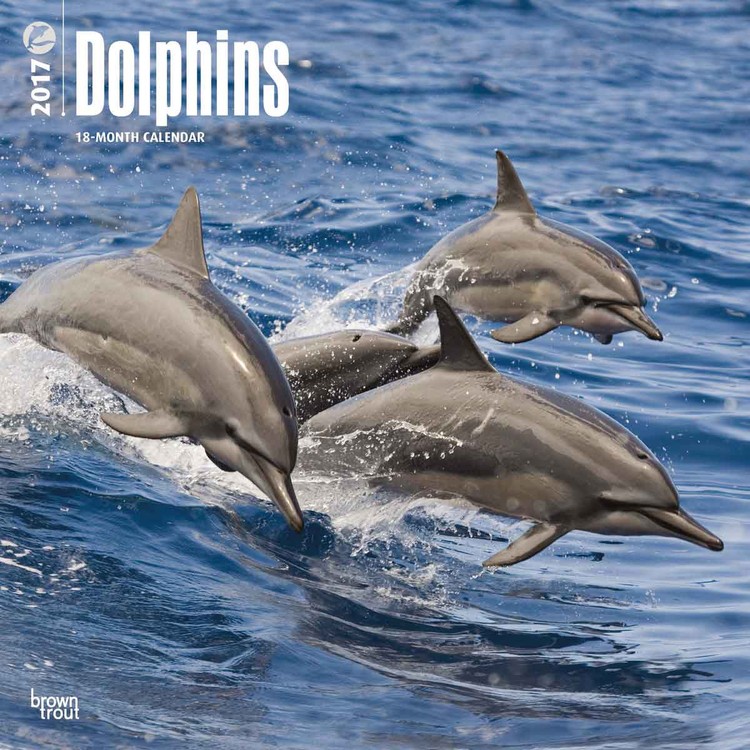 Kalender 2027 Dolphins