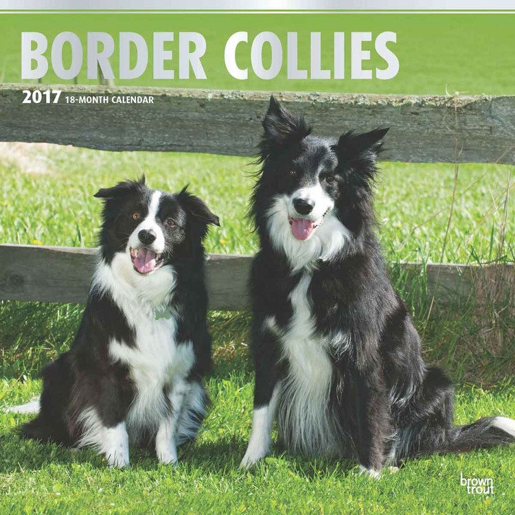Naptár 2027 Border collie